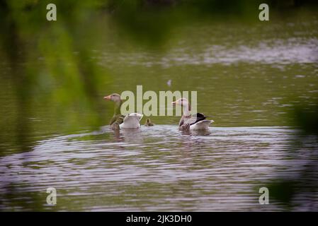 Un paio di oche Greylag con pulcini. Coppia di oca Greylag con pulcini. Un paio di oca Greylag al Attenborough Nature Centre, Nottinghamshire. Foto Stock