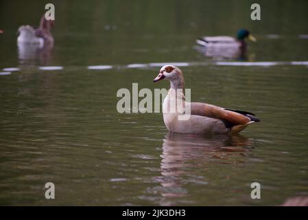 L'oca egiziana, un membro della famiglia anatra, oca e cigno Anatidae (Alopochen aegyptiaca), visto qui presso l'Attenborough Nature Centre, Regno Unito. Foto Stock