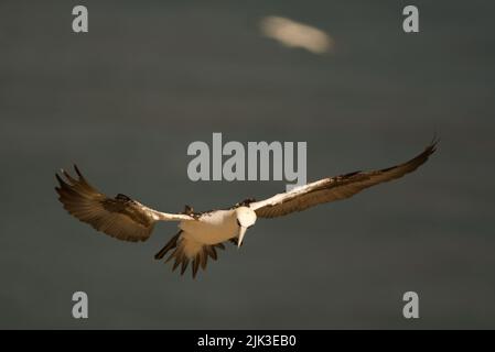 Gannet settentrionale giovanile (Morus fagavanus) in volo (TERZO ANNO) Foto Stock