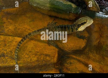 Australian Water Dragon (Physignathus lesueurii), con il corpo in acqua. Foto Stock