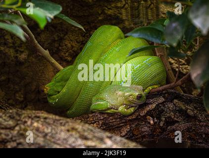 Frana americana di alberi verdi, Hyla Cinerea e un python di alberi verdi, insieme in un albero, su un morbido sfondo verde. Foto Stock