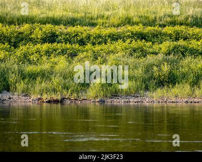 Acqua di un fiume o di un lago e erba verde sulla costa. Calmo superficie d'acqua, piccole pietre e vegetazione lussureggiante. Piante vicino ad un corpo di acqua. Foto Stock