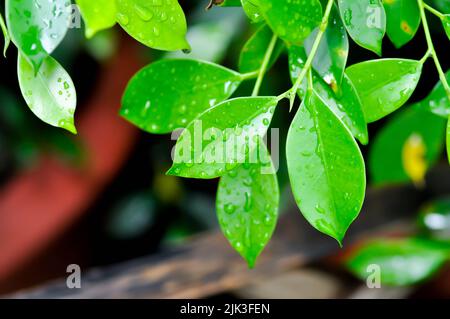 banyan albero o Ficus annullato o ficus bengalensis e pioggia goccia sulle foglie Foto Stock