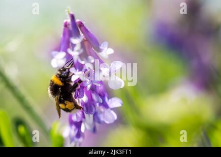 Bumblebee, impollinando vetch comune o tares fiore Foto Stock