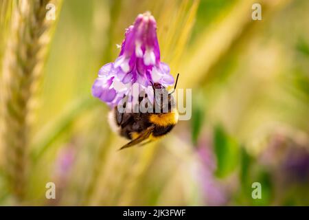 Bumblebee, impollinando vetch comune o tares fiore Foto Stock