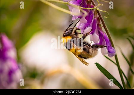 Bumblebee, impollinando vetch comune o tares fiore Foto Stock