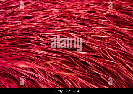 Macro Fotografia di colore rosso paglierino secco. Sfondo texture astratto a strisce orizzontali. . Foto di alta qualità Foto Stock