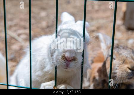 la museruola di un coniglio bianco si stacca tra le sbarre Foto Stock