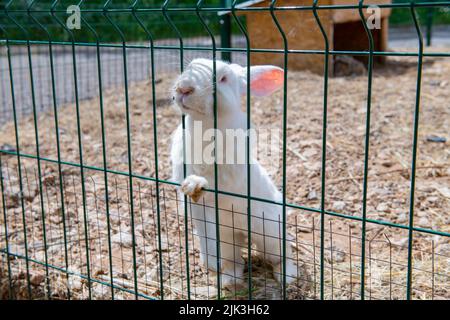 erba alimentò coniglio bianco in una gabbia Foto Stock