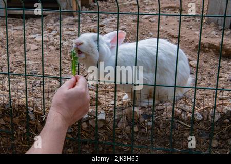 erba alimentò coniglio bianco in una gabbia Foto Stock