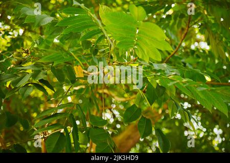 albero di noce nel giardino botanico di batumi Foto Stock