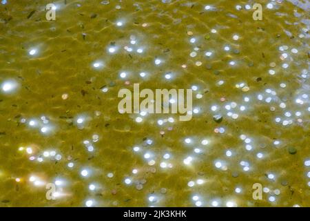 Mazzo di monete d'acqua sommerse in un laghetto che riflette il sole. Foto Stock