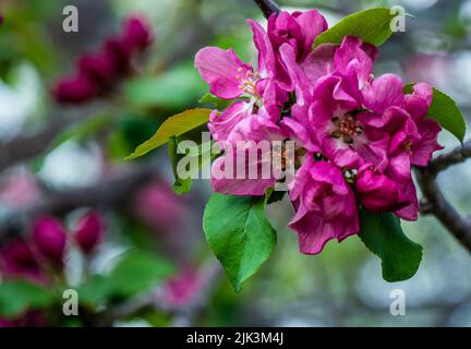 Primo piano dei fiori rosa su un melo selvatico che cresce ai margini di una foresta in una luminosa giornata primaverile di maggio. Foto Stock