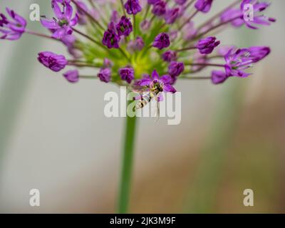 Primo piano di una mosca che raccoglie nettare dai fiori viola su una pianta di porro selvatico che sta crescendo in un giardino in un giorno di primavera luminoso e soleggiato nel mese di maggio. Foto Stock