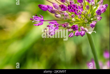 Primo piano di una mosca che raccoglie nettare dai fiori viola su una pianta di porro selvatico che sta crescendo in un giardino in un giorno di primavera luminoso e soleggiato nel mese di maggio. Foto Stock