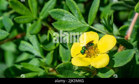 Primo piano di un'ape verde metallica di sudore che raccoglie nettare dal fiore giallo su una pianta di cinquefoil arbustiva con foglie sfocate sullo sfondo. Foto Stock