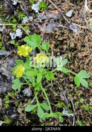 Bicchiere di Pigmy Foto Stock