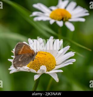 Primo piano di una piccola farfalla brughiera a pennello che raccoglie nettare da un fiore di margherita selvatico in una calda giornata estiva di luglio con uno sfondo sfocato. Foto Stock
