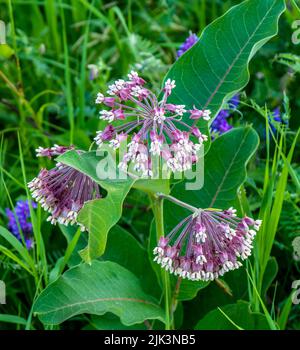 Primo piano dei fiori viola su una pianta di munghia in fiore che sta crescendo in un campo in una calda giornata estiva di luglio con uno sfondo sfocato. Foto Stock