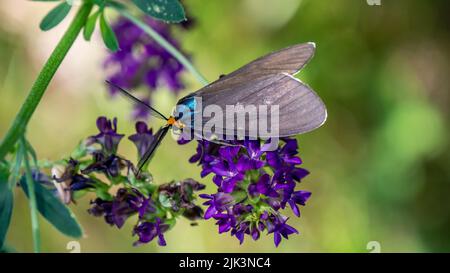 Primo piano di una falce di tigre di virginia ctenucha che raccoglie nettare da un fiore di erba medica viola. Foto Stock