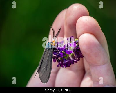 Primo piano di una falce di tigre di virginia ctenucha che raccoglie nettare da un fiore di erba medica viola che è tenuto in una mano umana. Foto Stock