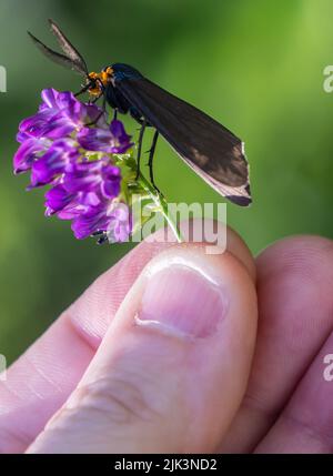 Primo piano di una falce di tigre di virginia ctenucha che raccoglie nettare da un fiore di erba medica viola che è tenuto in una mano umana. Foto Stock