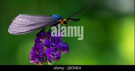 Primo piano di una falce di tigre di virginia ctenucha che raccoglie nettare da un fiore di erba medica viola. Foto Stock