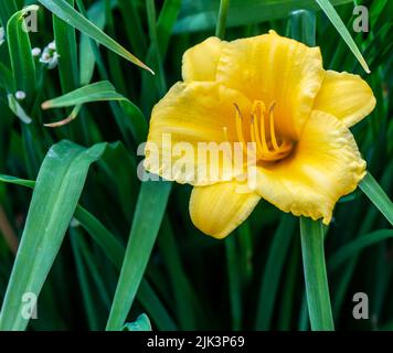 Primo piano del fiore giallo su una pianta da giorno che sta crescendo in un giardino fiorito in una calda giornata estiva nel mese di luglio. Foto Stock