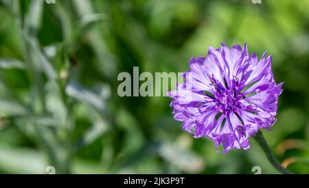 Primo piano del fiore viola su una pianta di fiore di mais che sta crescendo in un giardino di fiori selvatici in una giornata di sole luminoso nel mese di luglio con uno sfondo sfocato. Foto Stock