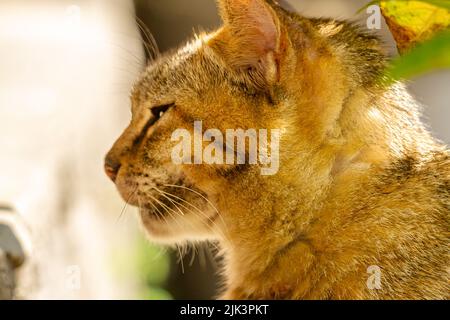 Primo piano Un gatto con una combinazione di colori nero, arancione e marrone, un animale domestico che sta tendendo nella società musulmana Foto Stock