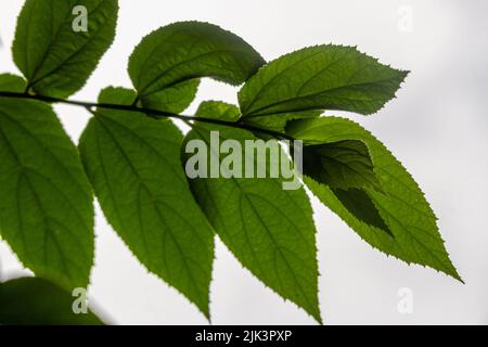 Primo piano di foglie di ciliegio verde a forma di cuore, bordi di foglie gialle con superficie leggermente ruvida Foto Stock