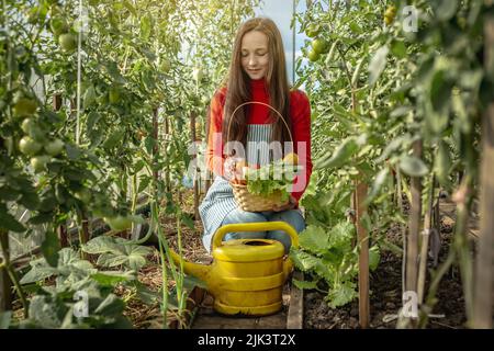 Una donna giovane agricoltore agronomo raccoglie ortaggi freschi pomodori in una serra. Materie organiche i prodotti coltivati su una home farm Foto Stock