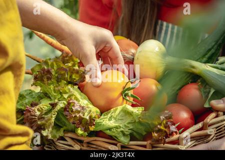 Una mano del bambino mette un pomodoro strappato in un cestino con le verdure raccolte nel giardino. Il concetto di prodotti biologici sani coltivati nel vostro giardino Foto Stock