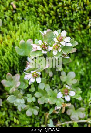 Saxifrage ruscello alpino Foto Stock