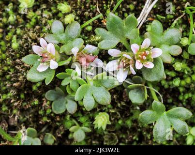 Saxifrage ruscello alpino Foto Stock