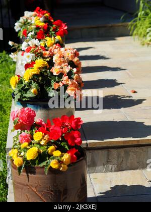 Fantastico multicolore Begonia (Begonia evansiana) mostra (in pentole) sul percorso anteriore di una casa a Ottawa, Ontario, Canada. Foto Stock