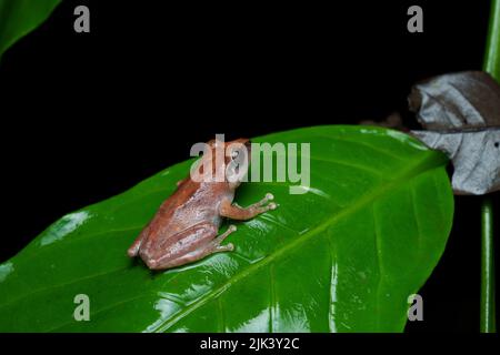 Bush Frog su foglia nel sud ovest Ghats, India in una stagione piovosa Foto Stock