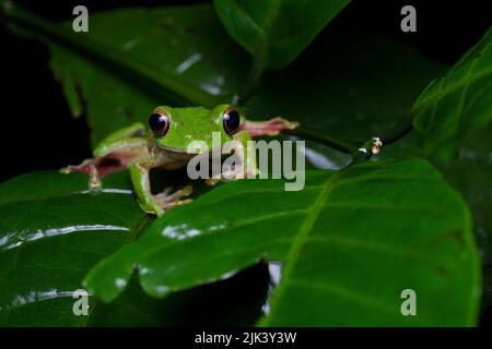 La rana parapendio di Malabar (Rhacophorus malabaricus) è una specie di rana arborea rinoforica che si trova nei Ghati occidentali dell'India. Foto Stock