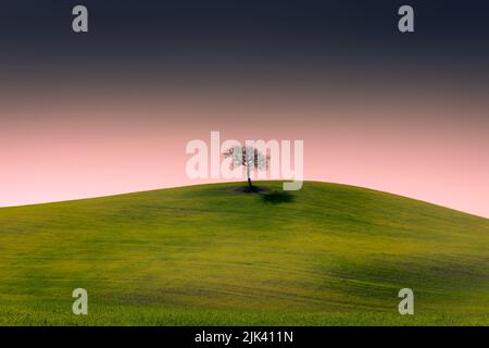 Albero solitario su una collina nella campagna della Toscana al tramonto, Italia Foto Stock