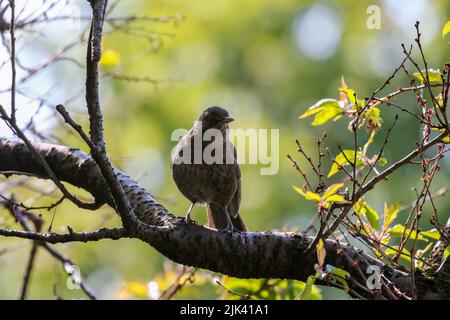 Silhouette femminile di blackbird mentre è appollaiato sul ramo. Bird 'Turdus merula' retroilluminato dalla luce della sera. Sfondo bokeh verde e giallo. Dublino, Irlanda Foto Stock