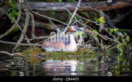 Spade Rovere Marlow nidificante Grebe crestato grande Foto Stock