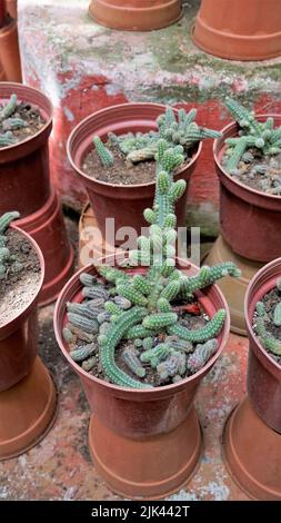 Belle piante di vaso di cactus interno di echinopsis chamaecereus da un giardino di stanza dei bambini. Conosciuto anche come Peanut Cactus. Foto Stock