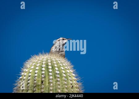 Un Cactus Wren arroccato su un cactus saguaro nel deserto Foto Stock