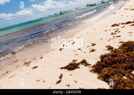 Repubblica Dominicana Bavaro Punta cana Province la Altagracia. Alghe marine sulla spiaggia. Alghe sargassum. Problema ecologico dei Caraibi. Foto Stock