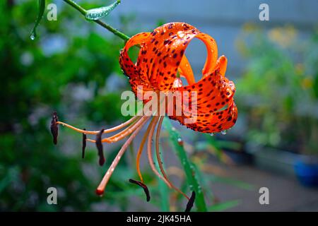 Bel giglio di tigre arancione con macchie nere e gocce d'acqua su uno sfondo sfocato di cespugli verdi e alberi -01 Foto Stock