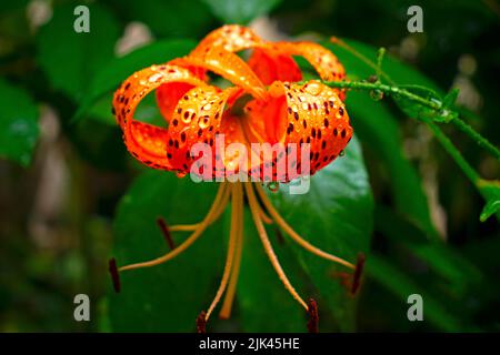 Bel giglio di tigre arancione con macchie nere e gocce d'acqua su uno sfondo sfocato di cespugli verdi e alberi -02 Foto Stock