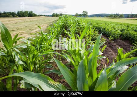 Colture in campi, cereali, campi di mais e patate, baden wurttemberg, Germania Foto Stock