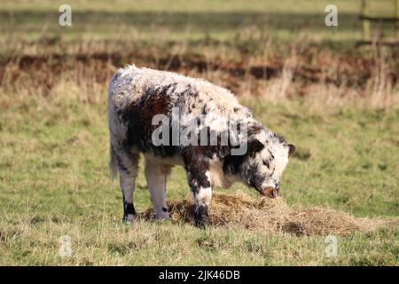 Pascoli di vitello Longhorn Foto Stock