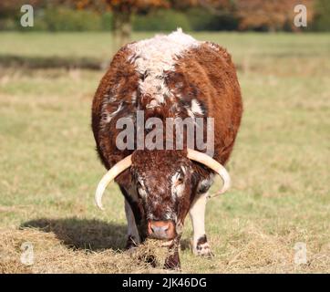 Bestiame bovino Longhorn femmina che mangia fieno Foto Stock