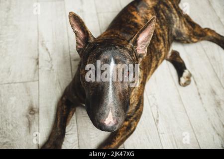 Il giovane bel toro terrrier in un colore brindle giacente sul pavimento a casa Foto Stock